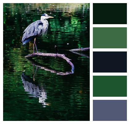 Grey Heron Lake Water Bird Image